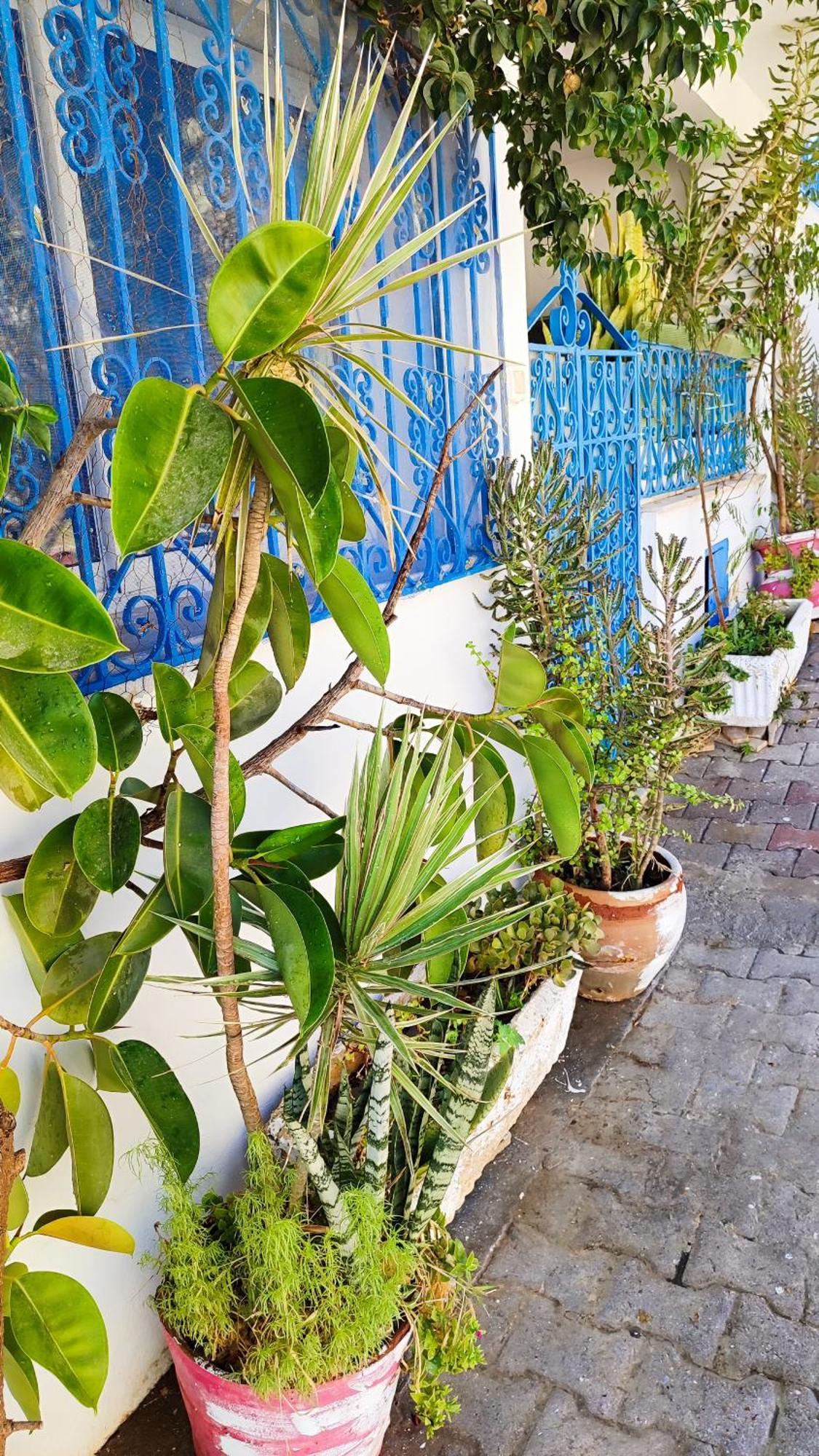 Cosy Appartement In "Sidi Bou Said" Exteriör bild
